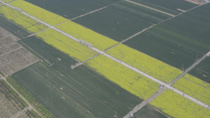 Chinese city Jinan, Shandong, Quancheng Aviation Video:Rapeseed flower field
