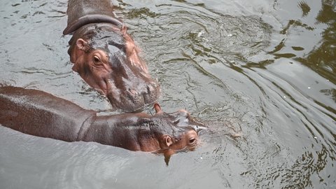 A cute little hippopotamus,They are very sweet and kind creatures.