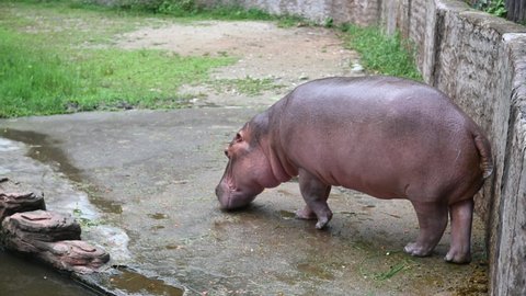 A cute little hippopotamus,They are very sweet and kind creatures.