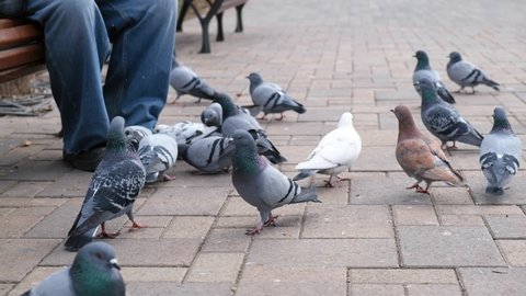 Selective focus. Elderly man sitting on a bench in a city park and feeds pigeons with bread. City pigeons peck bread crumbs. The concept of wild birds, feeding, birds. Wild doves. Grey pigeons