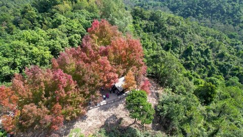 Orbit aerial shot of red leaves tree in Tai Tong located in Yuen Long, Hong Kong at sunny autumn day