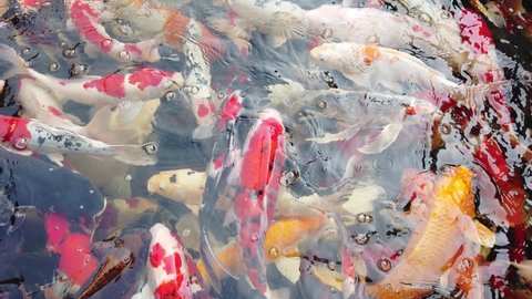 Koi fish.Carp fish swimming in freshwater pond.Color koi fish close up view.Lots of colourful hungry koi fishes.Group of various colourful large koi carp.