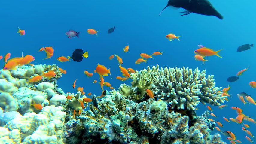 Underwater landscape, coral reef with many tropical fish of different species against the backdrop of blue water in the Red Sea