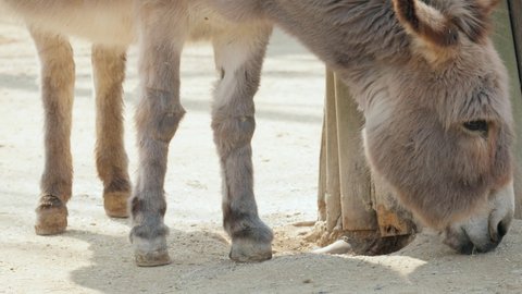 Close Up Of Domestic Ass Donkey At Seoul Grand Park Zoo In Gwacheon, South Korea. 