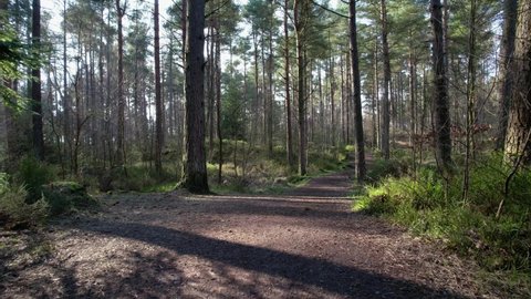 Cinematic aerial drone footage flying backwards along a forest path surrounded by native Scots pine (Pinus sylvestris) trees in Scotland with dappled light illuminating lush green plants