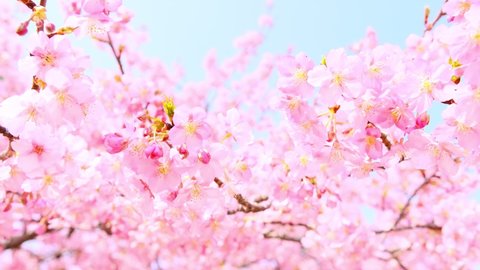 Cherry branch with flowers in spring bloom, A beautiful Japanese tree branch with cherry blossoms, Spring Flowers, Cherry, Sakura