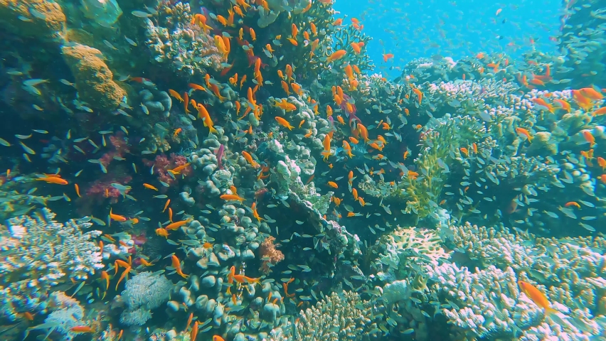 Stunning tropical coral reef scenery with shoals of anthias and glassfish yellow sweeper swimming on wall in Red Sea Royalty-Free Stock Footage #1088614445