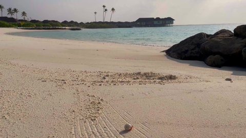Maldives tropical sandy beach with hermit crab 