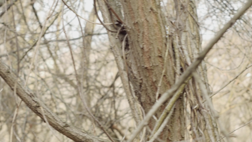 laptop and book on a stump in the forest against the background of trees.
