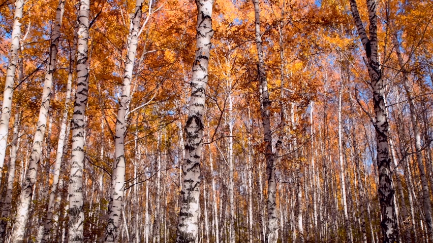 Panorama of the autumn birch forest. Seasonal weather on a clear day. Landscape of trees with bright yellow leaves.  Royalty-Free Stock Footage #1088617229
