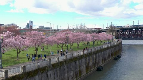 People walking next to cherry blossom trees in Spring. Portland, OR USA  - March 2022.