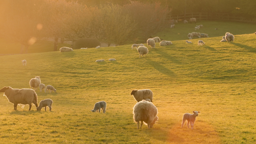 4K video clip mother sheep and baby lambs in a field on a farm at sunset or sunrise with sound Royalty-Free Stock Footage #1088617827