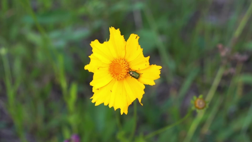 One multicolored beetle, bug crawls on a yellow flower in summer. Insect life.