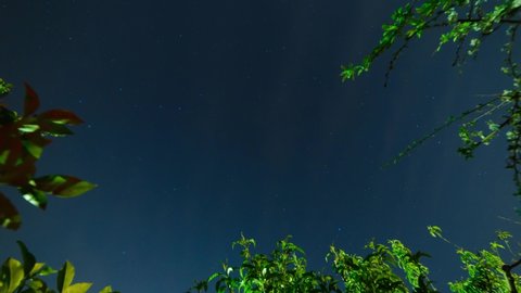 The stars move around the North Star framed by fruit trees. Time lapse of star trails in the night sky in an orchard in Tuscany
