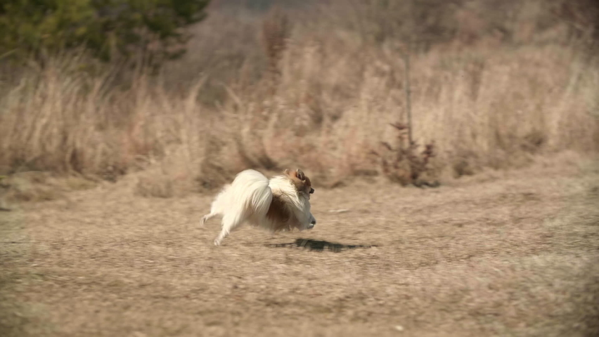 A cute lovely puppy dog Pomeranian spitz is running happily on the spring hill. His face is smiling. The hill covered with yellow grass and small trees. Slow motion. High quality Full HD footage