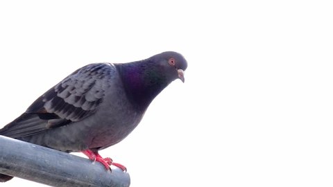 Feral pigeons, Columba livia domestica, street pigeons sits on a metal structure, concept ornithology, birds of Germany, fauna natural zones temperate of europe, nature protection