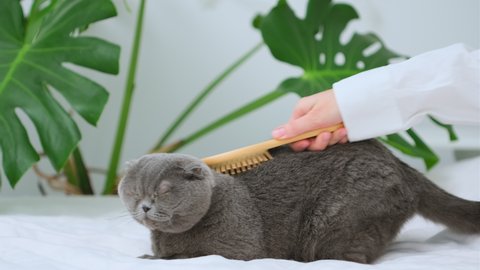 Hand combing Scottish Fold cat with hairbrush. Hostess’s hand is scratching cat wool with a wooden comb. Pet care at molting season - Cleaning cat fur with special deshedding tool 