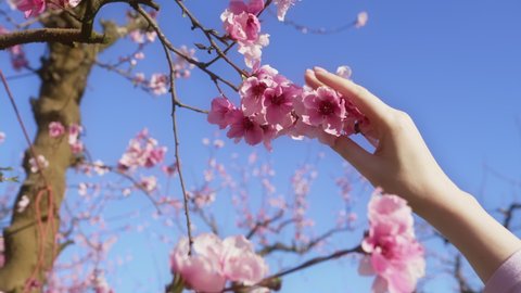 Natural beauty of organic agricultural almond farm during spring blooming. Close-up view of a female hand touching colorful pinky flowers against blue sky in the background. High quality 4k footage