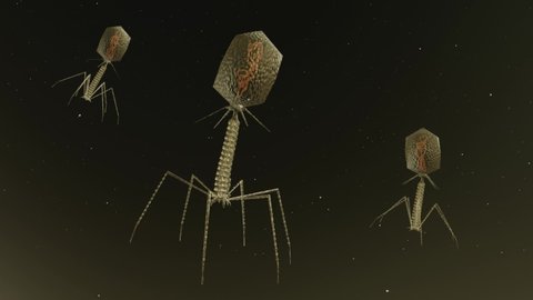 A 3D animation of the Bacteriophage Virus floating on a dark background.