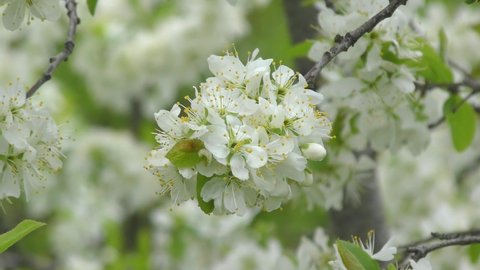White flowers of blackthorn or thorn (Latin Prunus spinosa) in the spring garden 
