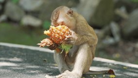 Male monkey eating pineapple. Monkey baby with fruit wildlife in exotic forest. Monkeypox virus tropical forests outbreaks 2022. Central Africa, West Africa,Germany,France,Canada.. Video 4K Close-up.