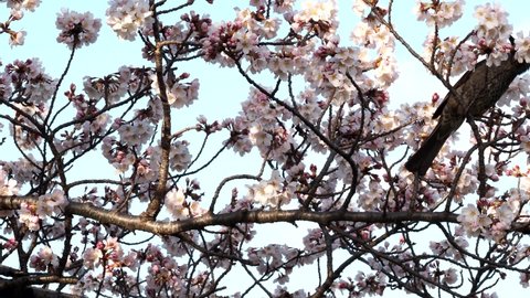 A bulbul on a branch of cherry blossom or sakura

