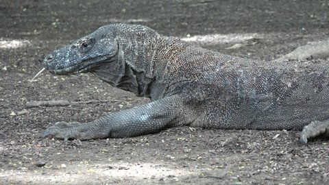 Komodo Island Dragon. The largest venomous lizard in the world: Komodo dragon from Indonesian islands and Australia. Wildlife reptiles.