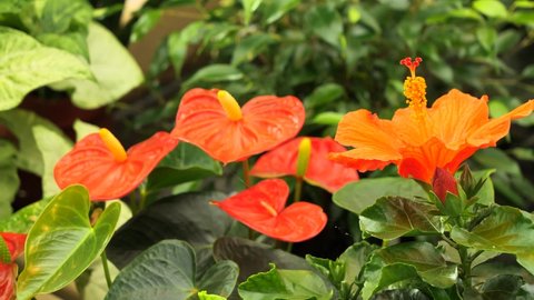 Beautiful Orange Hibiscus ( Hibiscus rosa-sinensis ) flowering plant