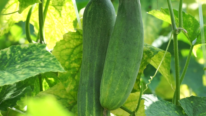 Cucumber (Cucumis sativus, timun, mentimun, ketimun) on the tree. Cucumbers grown to eat fresh are called slicing cucumbers Royalty-Free Stock Footage #1088631831