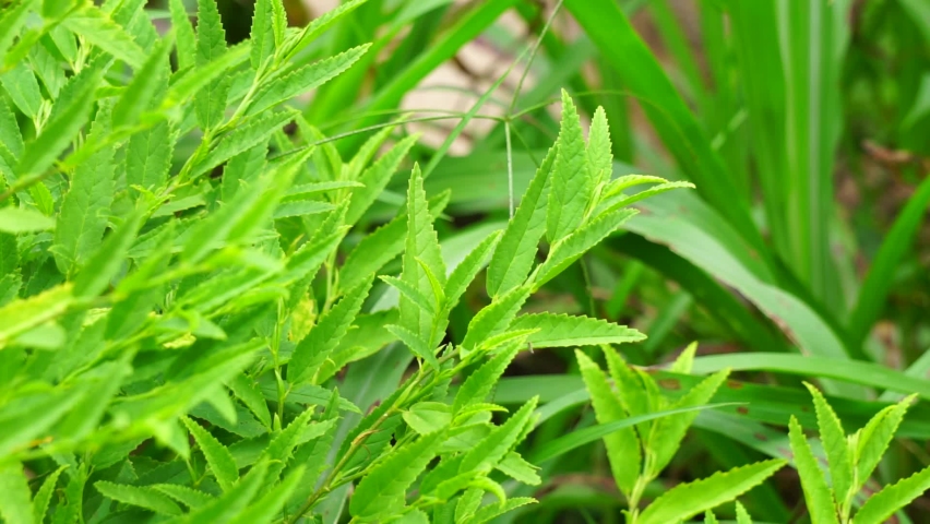 Sida acuta (aslo called common wireweed, sidaguri,sidogori) with natural background. This plant species of flowering plant in the mallow family, Malvaceae. Sida acuta is considered an invasive species Royalty-Free Stock Footage #1088631851