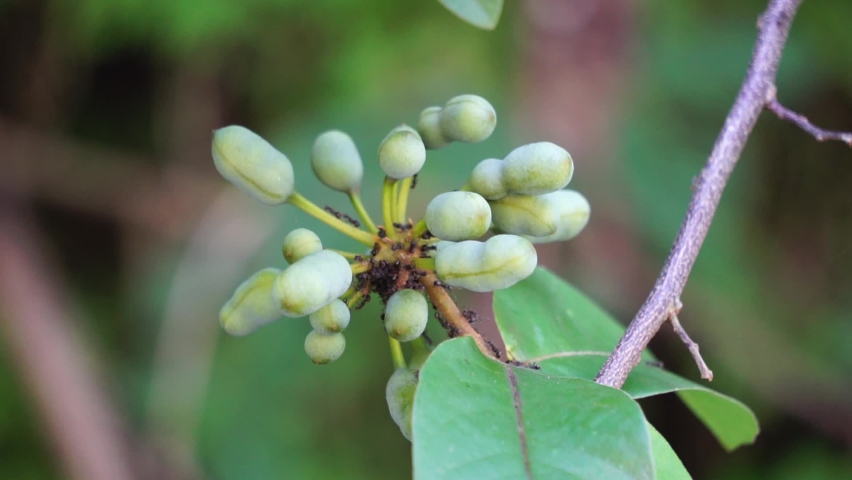 exotic krakas fruit indonesian called kakas Stock Footage Video (100% ...