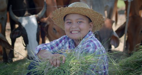 Slow motion scene of a happy smiling Asian farmer boy waring hat and who is the son of an Asian farmer family, holding handfuls of grass to helping his family feed the cows with fresh grass.