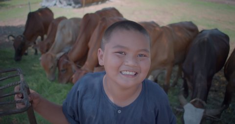 Slow motion scene of a happy smiling Asian farmer boy wearing traditional clothes is the son of an Asian farmer family, standing holding a rake helping the family feed the cows with fresh grass.