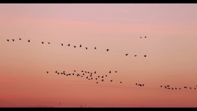 A flock of White-fronted geese flying against the sunrise in Biebrza National Park