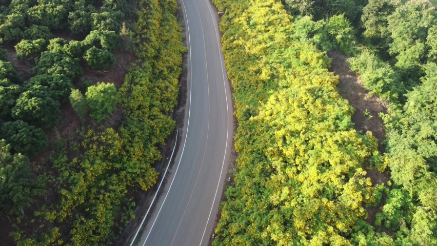 natural yellow flowers Both sides of the road up the hill are beautiful.