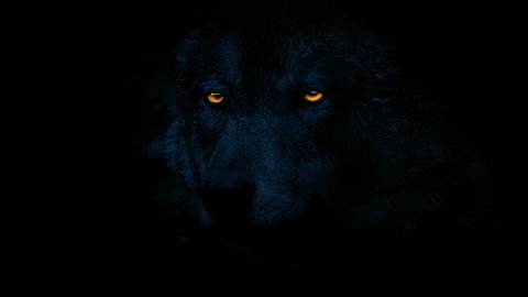 Wolf Looks Around With Fiery Eyes At Night
