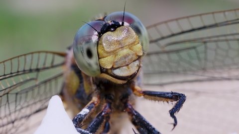 macro video of a dragonfly's face. huge reticulated eyes close up. 
detailed view of an insect : vidéo de stock