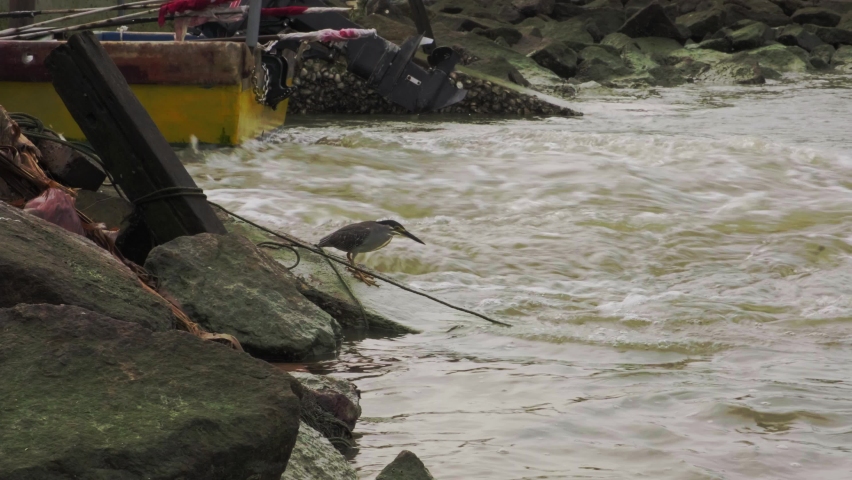 Bird searching for food at the dock