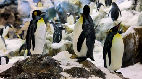 group of King penguins in zoo