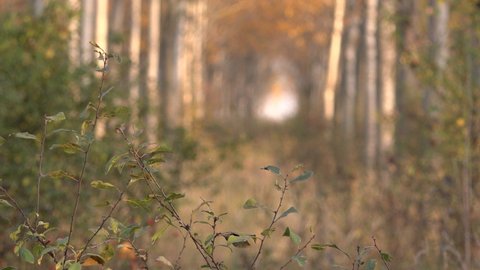 Cottonwood trees in deciduous forest in autumn, selective focus