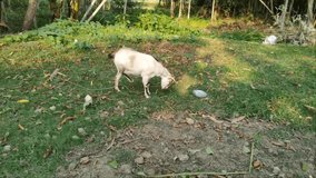 A domestic goat making random movements captured in daylight against natural background