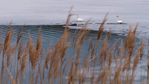 White swan on the ice by the lake. Selective focus