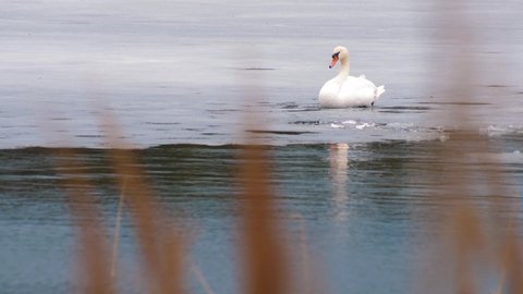 White swan on the ice by the lake. Selective focus