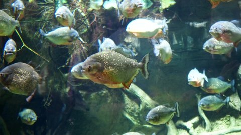 Piranhas, predatory aquarium fish swim in a large aquarium. High quality 4k footage