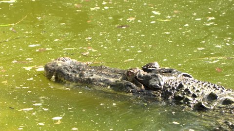 Crocodile with a big head in waters, marsh waters