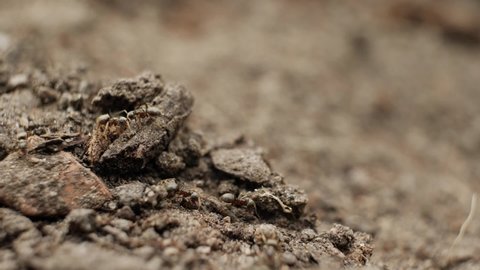 Black ants running through the soil macro shot, shallow depth of field.