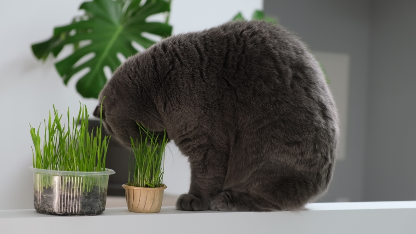 Scottish fold cat portrait on white background with green monstera indoor plant British shorthair grey domestic cat eats green oat grass sprouts grown in flowerpot Vegetarian food for cat with vitamin Royalty-Free Stock Footage #1088644729