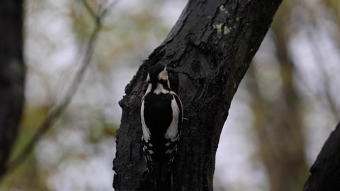 Great Spotted Woodpecker foraging  on tree trunk