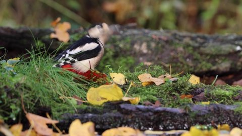 Great Spotted Woodpecker foraging on forest floor