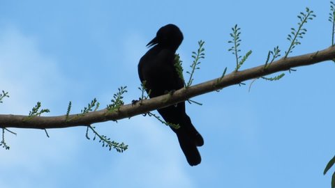 Greater antillean grackle bird sitting on tree branch